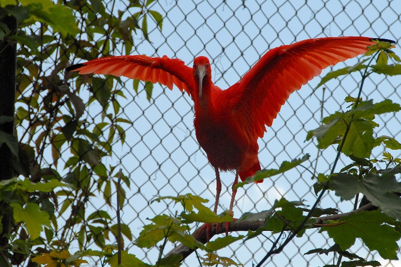 Roter Ibis